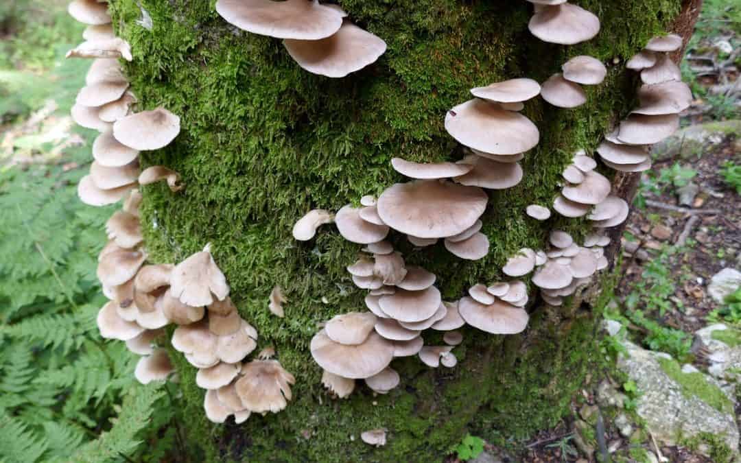 What Are the Signs of an Early Stage Fungal Eye Infection?